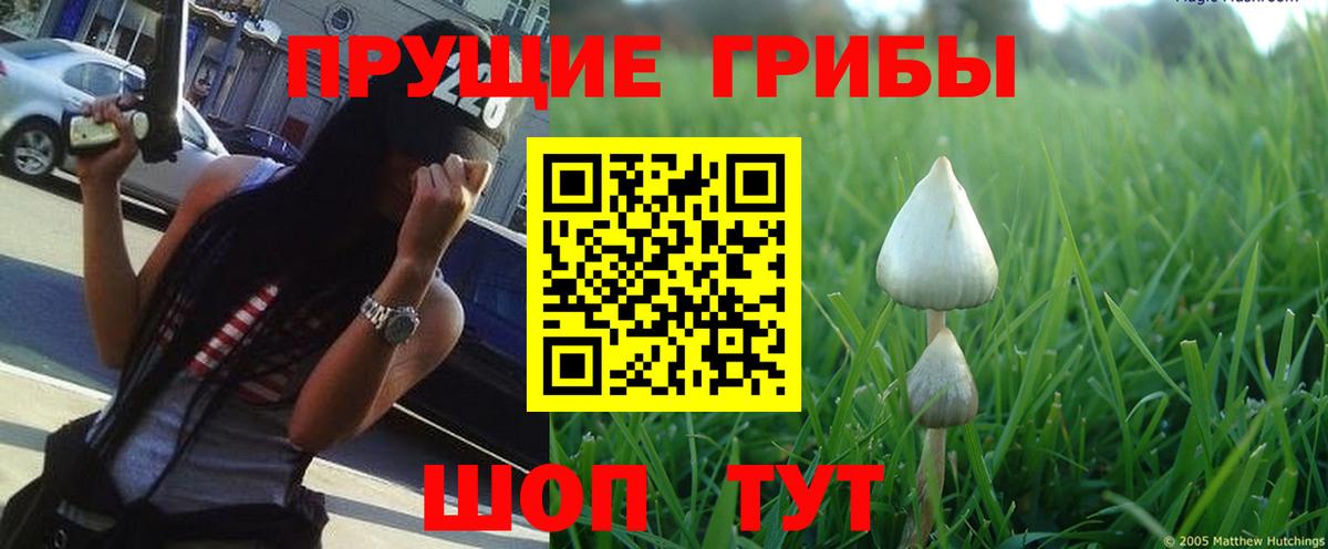 Псилоцибиновые грибы Psilocybine cubensis Вязьма
